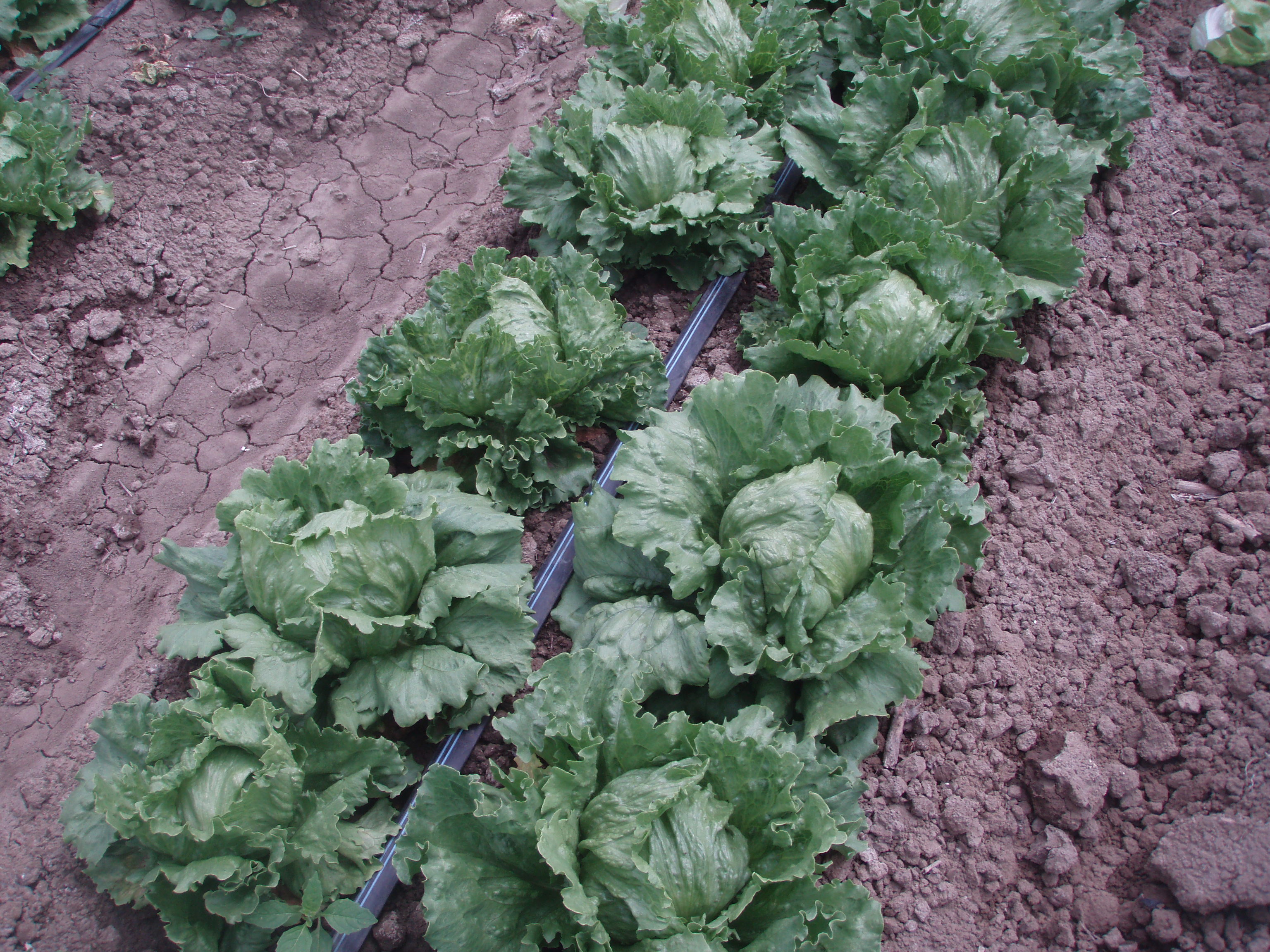 Agriculture / Horticulture