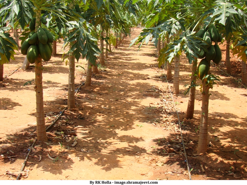 Agriculture / Horticulture