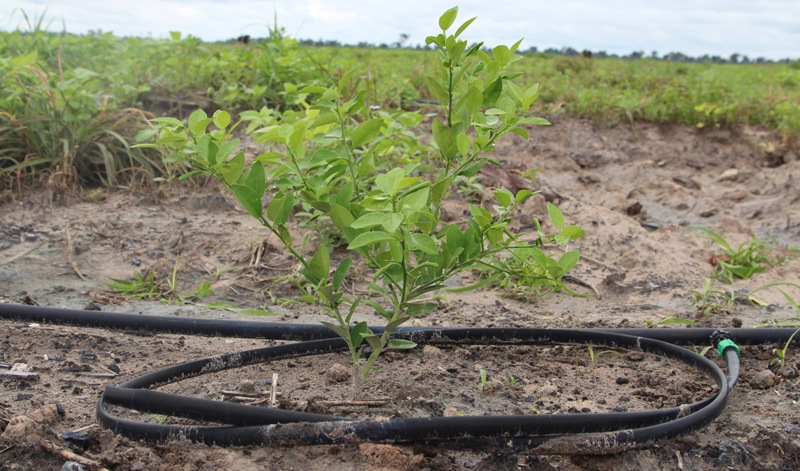 Agriculture / Horticulture